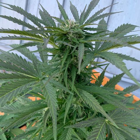 Do-Si-Dos Automatic growlog timeline photo