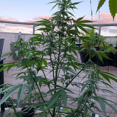 Purple Queen Automatic growlog timeline photo
