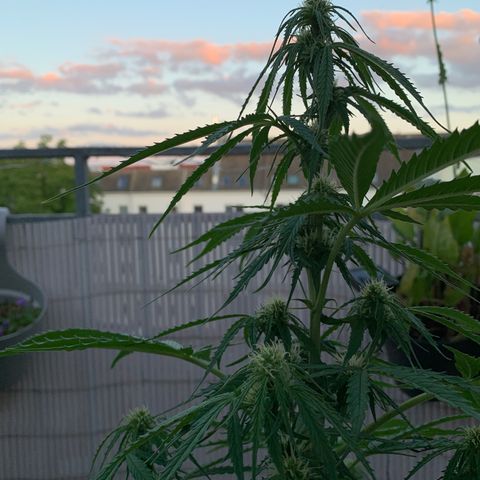 Purple Queen Automatic growlog timeline photo