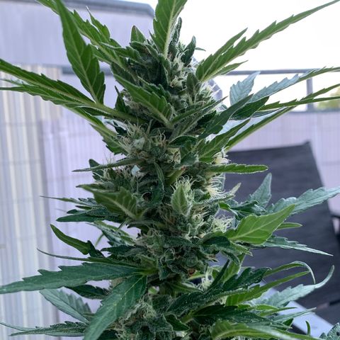 Sweet Skunk Automatic growlog timeline photo
