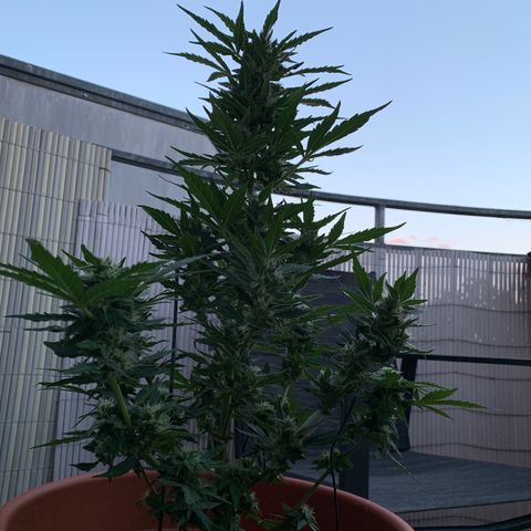 Sweet Skunk Automatic growlog timeline photo