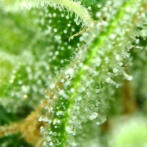 Do-Si-Dos Automatic growlog timeline photo