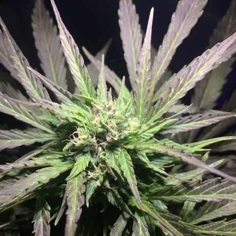 Do-Si-Dos Automatic growlog timeline photo