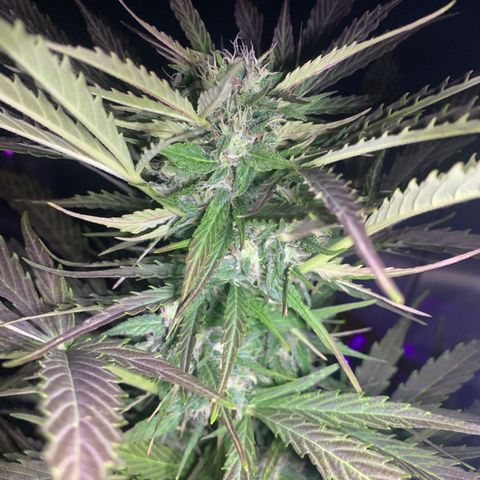 Do-Si-Dos Automatic growlog timeline photo