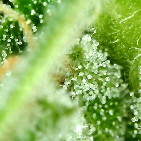 Do-Si-Dos Automatic growlog timeline photo