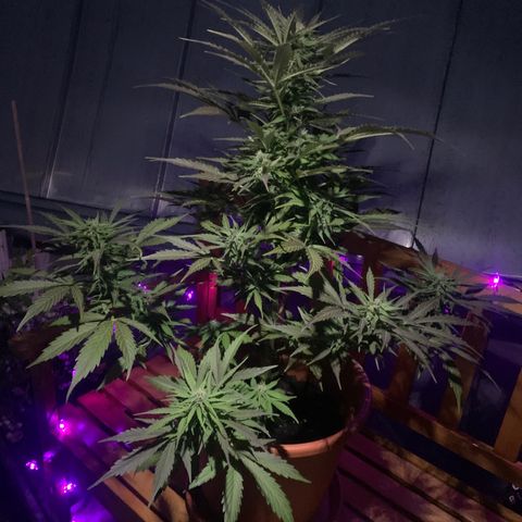 Do-Si-Dos Automatic growlog timeline photo