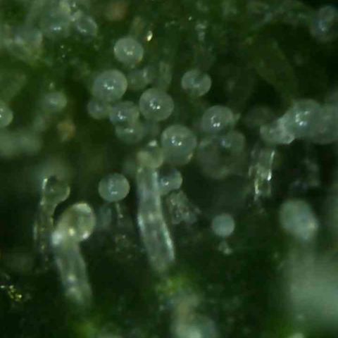Sweet Skunk Automatic growlog timeline photo