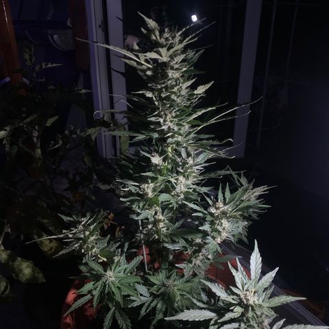 Sweet Skunk Automatic growlog timeline photo