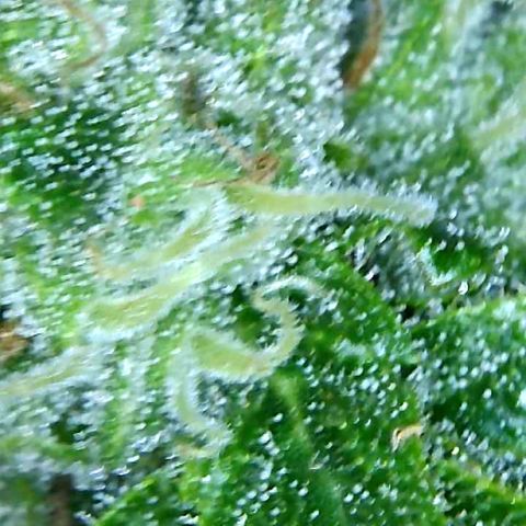 Sweet Skunk Automatic growlog timeline photo