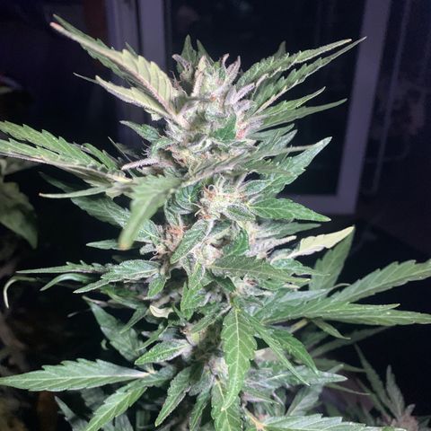 Sweet Skunk Automatic growlog timeline photo