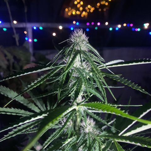 Purple Queen Automatic growlog timeline photo
