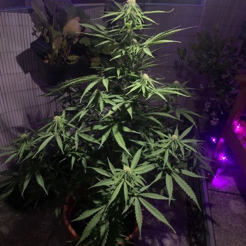Purple Queen Automatic growlog timeline photo