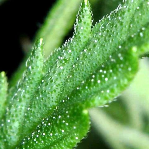 Purple Queen Automatic growlog timeline photo