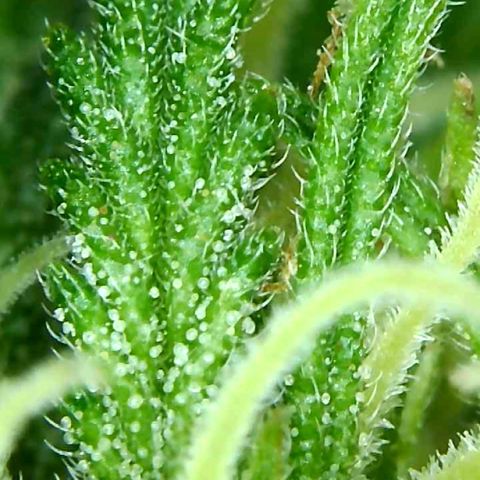 Purple Queen Automatic growlog timeline photo