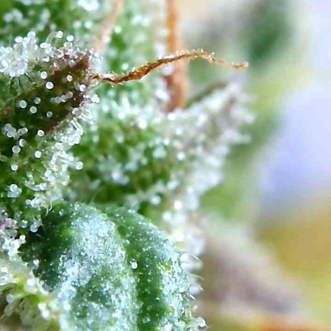 Sweet Skunk Automatic growlog timeline photo