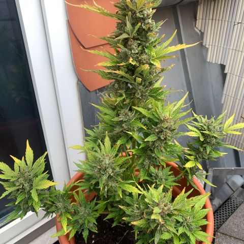 Sweet Skunk Automatic growlog timeline photo