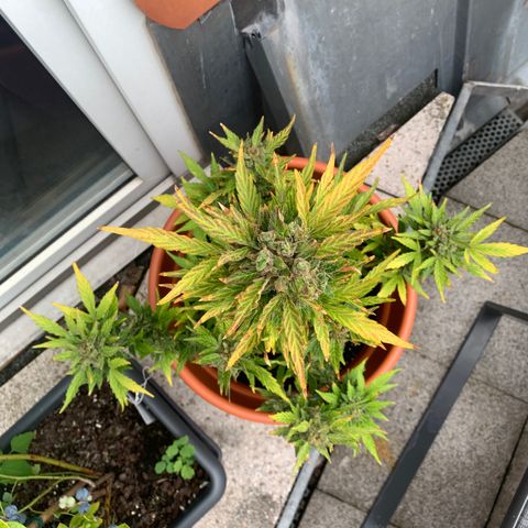 Sweet Skunk Automatic growlog timeline photo