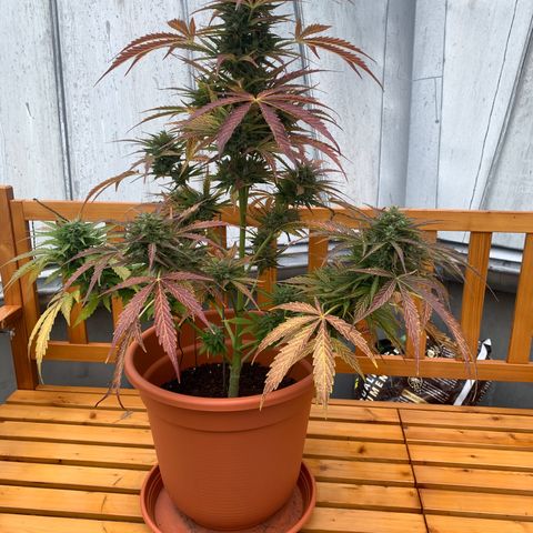 Do-Si-Dos Automatic growlog timeline photo