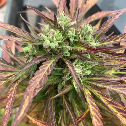 Do-Si-Dos Automatic growlog timeline photo