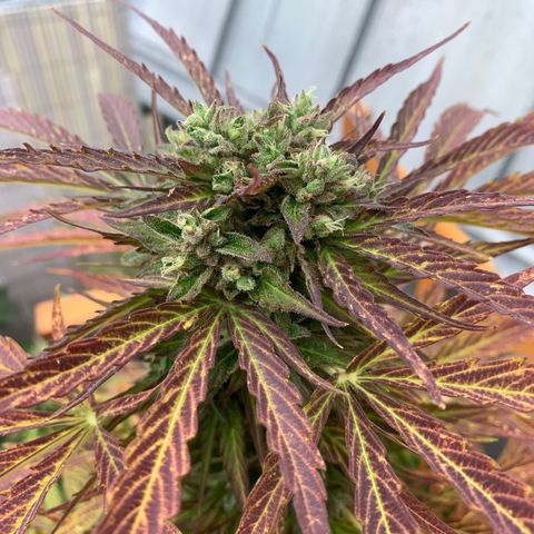 Do-Si-Dos Automatic growlog timeline photo