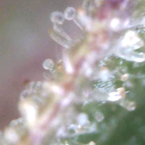 Do-Si-Dos Automatic growlog timeline photo