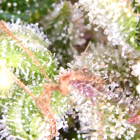Do-Si-Dos Automatic growlog timeline photo
