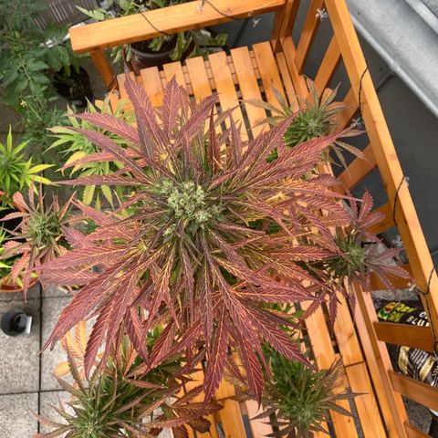 Do-Si-Dos Automatic growlog timeline photo