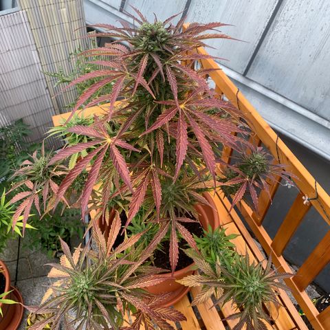 Do-Si-Dos Automatic growlog timeline photo