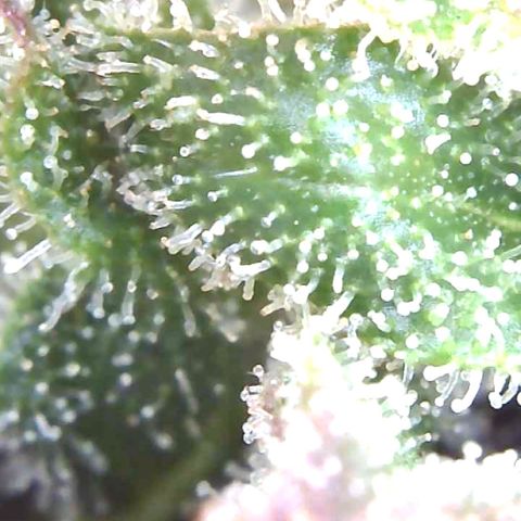 Do-Si-Dos Automatic growlog timeline photo