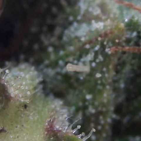 Sweet Skunk Automatic growlog timeline photo