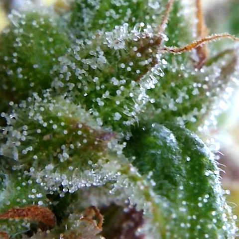 Sweet Skunk Automatic growlog timeline photo
