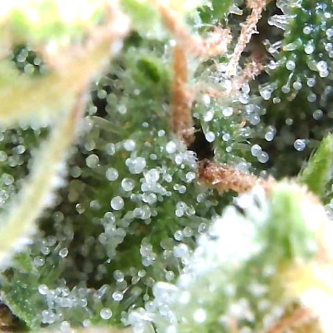 Purple Queen Automatic growlog timeline photo