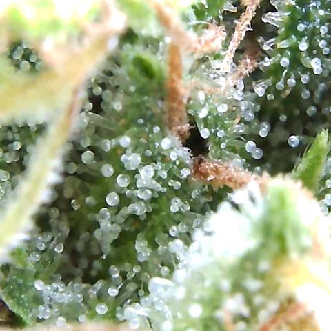 Purple Queen Automatic growlog timeline photo