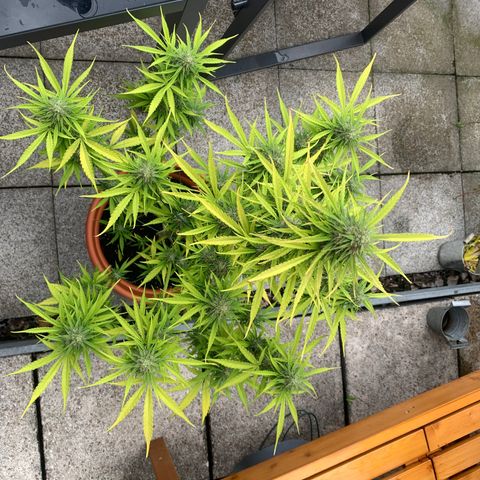 Purple Queen Automatic growlog timeline photo