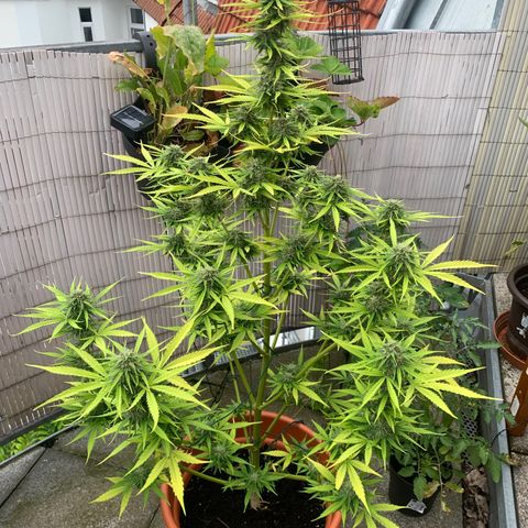 Purple Queen Automatic growlog timeline photo