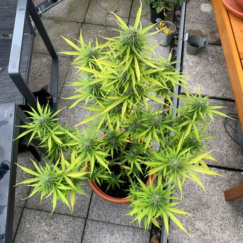 Purple Queen Automatic growlog timeline photo