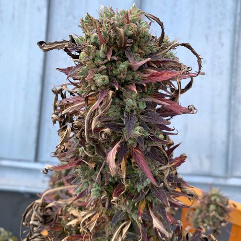 Do-Si-Dos Automatic growlog timeline photo
