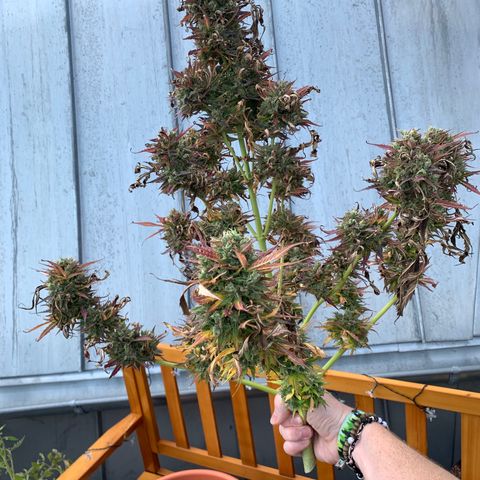 Do-Si-Dos Automatic growlog timeline photo