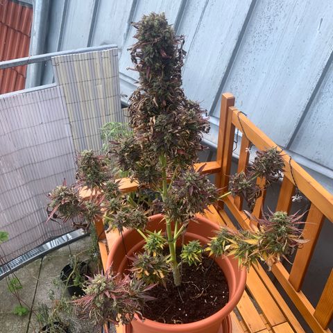 Do-Si-Dos Automatic growlog timeline photo