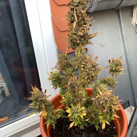 Sweet Skunk Automatic growlog timeline photo