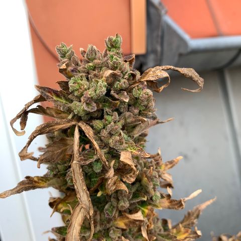 Sweet Skunk Automatic growlog timeline photo