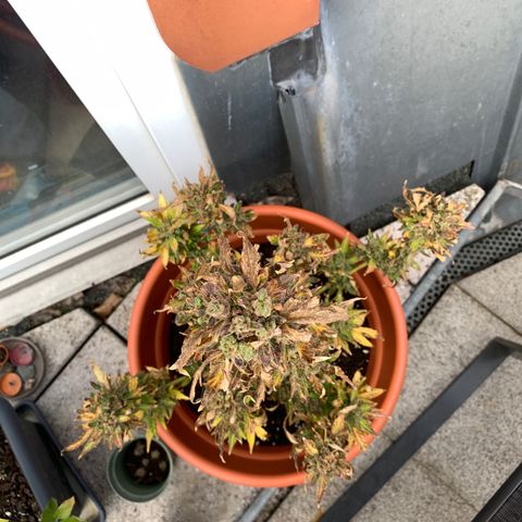 Sweet Skunk Automatic growlog timeline photo