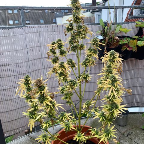 Purple Queen Automatic growlog timeline photo