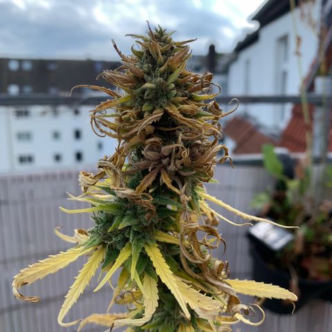 Purple Queen Automatic growlog timeline photo