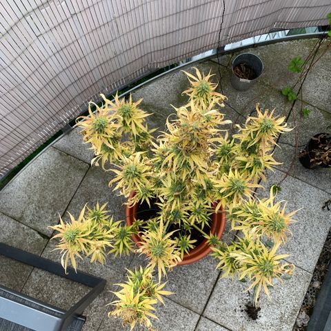 Purple Queen Automatic growlog timeline photo