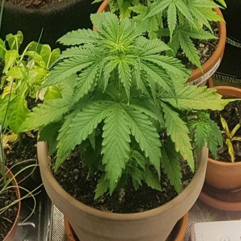 Royal haze automatic  growlog timeline photo