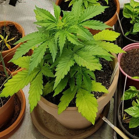 Royal haze automatic  growlog timeline photo