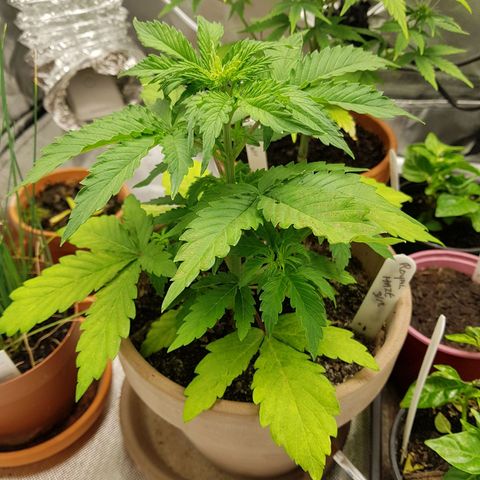 Royal haze automatic  growlog timeline photo