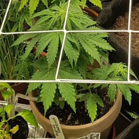 Royal haze automatic  growlog timeline photo