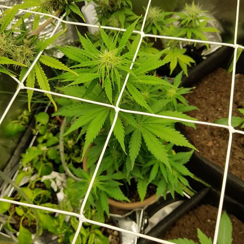Royal haze automatic  growlog timeline photo